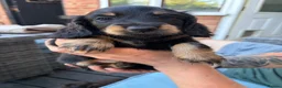 Miniature Dachshund dogs for sale: Miniature dachshund - Advert 10