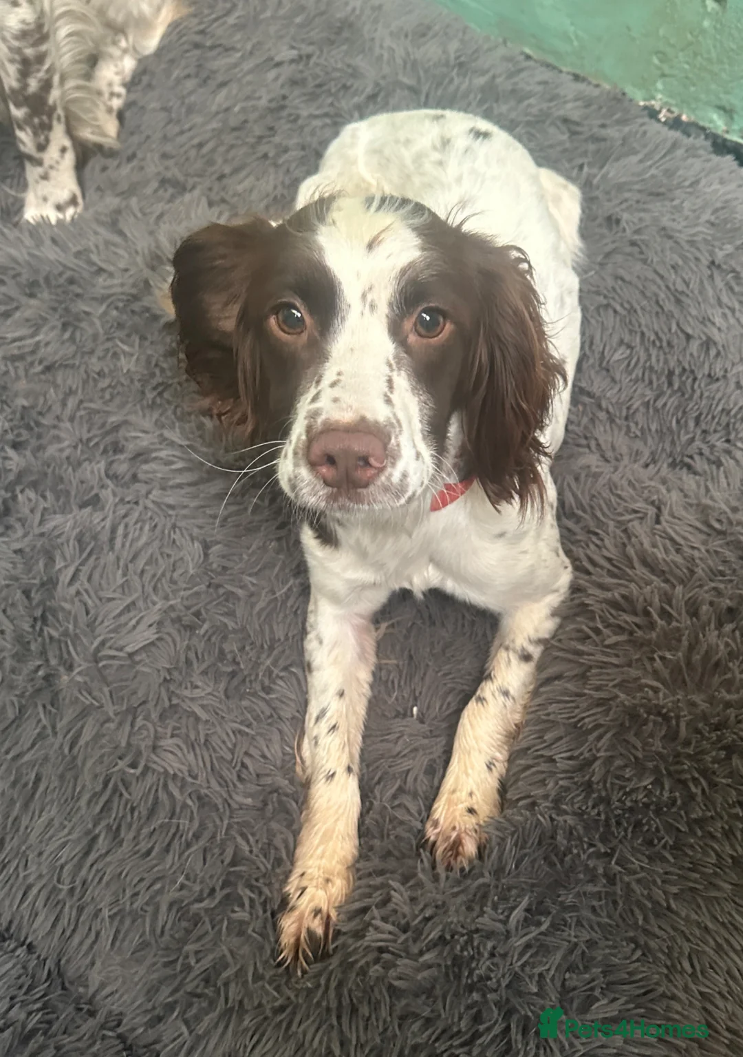 English Springer Spaniel dogs for sale: Rehoming beautiful little springer bitch - Advert 2