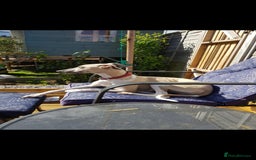Whippet dogs for sale: Beautiful KC whippet pups for sale :) - Image 9