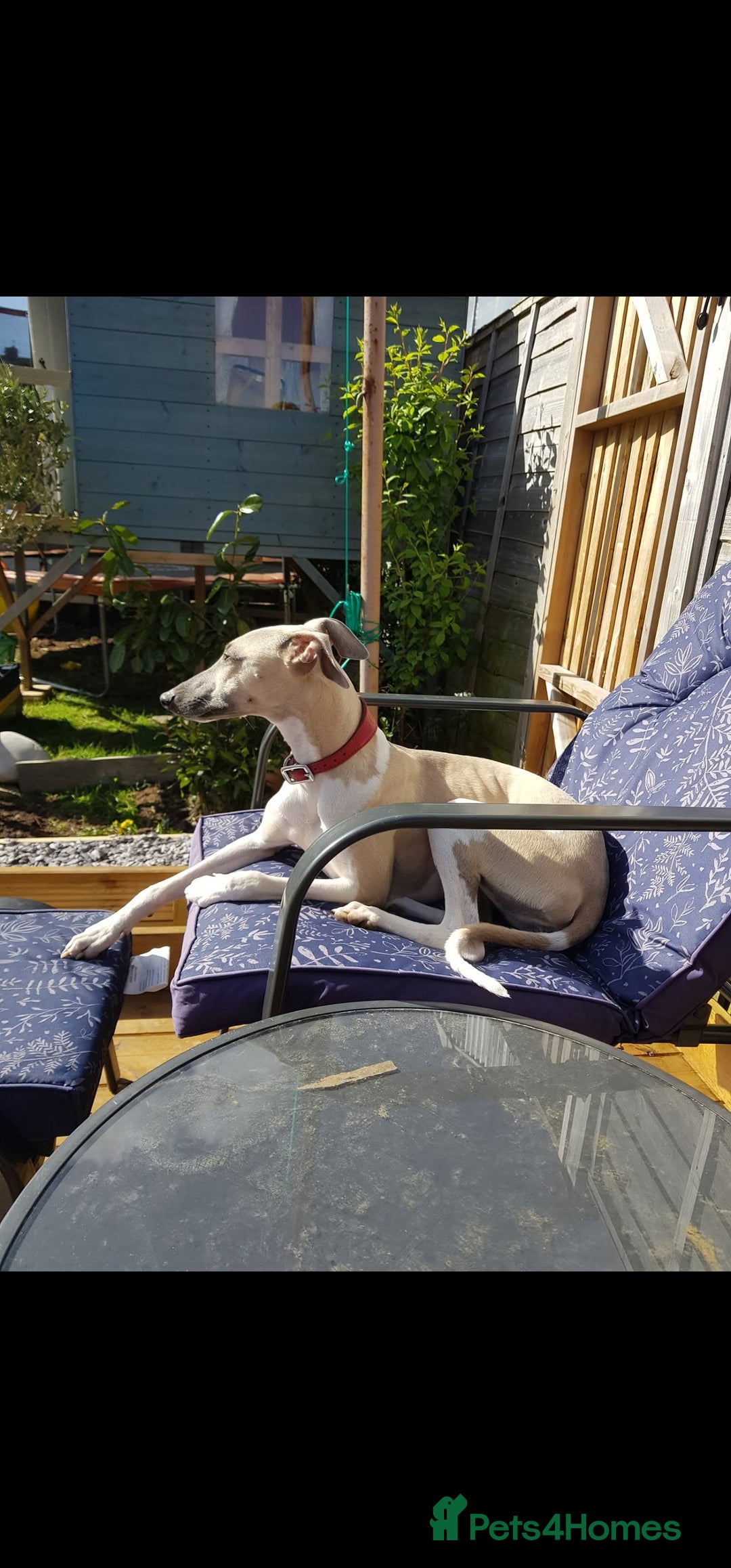 Whippet dogs for sale: Beautiful KC whippet pups for sale :) - Image 9