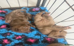 British Shorthair cats for sale: British shorthair kittens  - Image 18