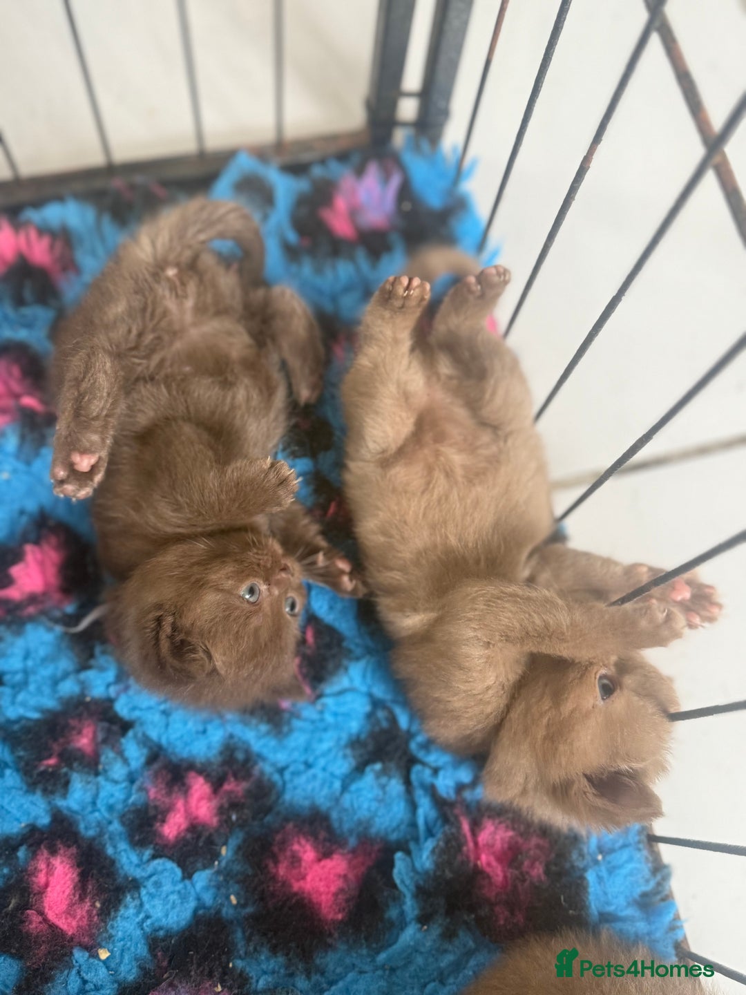 British Shorthair cats for sale: British shorthair kittens  - Image 18