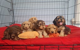 Cockapoo dogs for sale: Miniature cockapoo puppies - Image 3