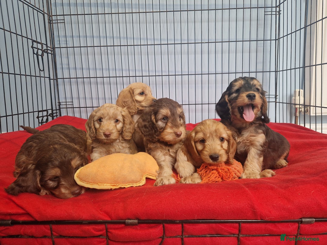 Cockapoo dogs for sale: Miniature cockapoo puppies - Image 3