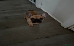French Bulldog dogs for sale: French bulldog Coco  - Image 2