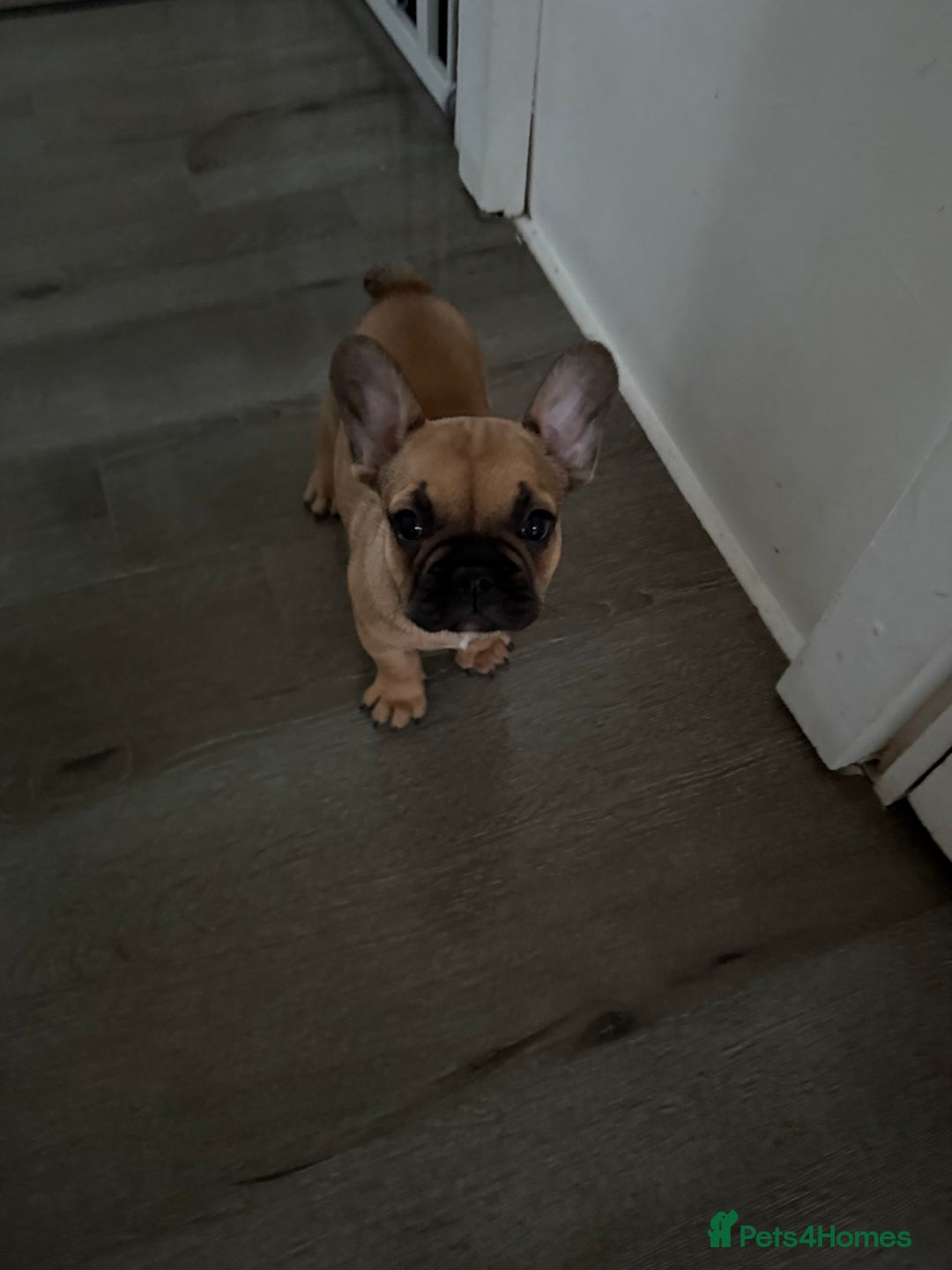 French Bulldog dogs for sale: French bulldog Coco  - Image 2