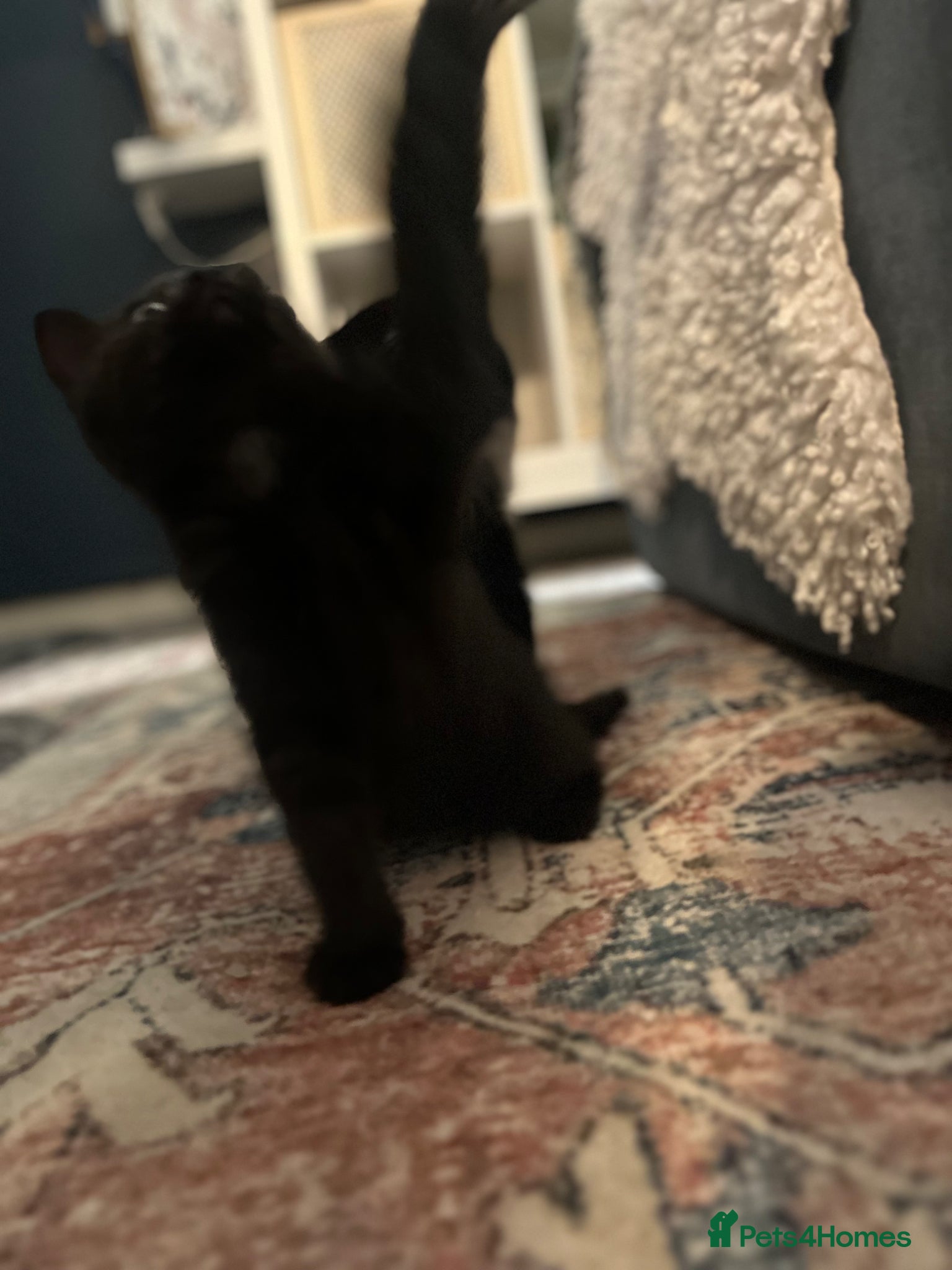 Mixed Breed cats for sale: Last 2 remaining reduced beautiful playful kittens - Advert 8