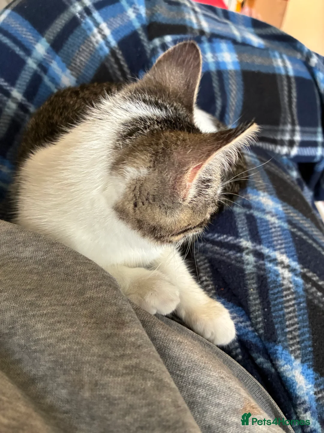 Domestic Shorthair cats for sale: Kitten looking for forever home  - Advert 2