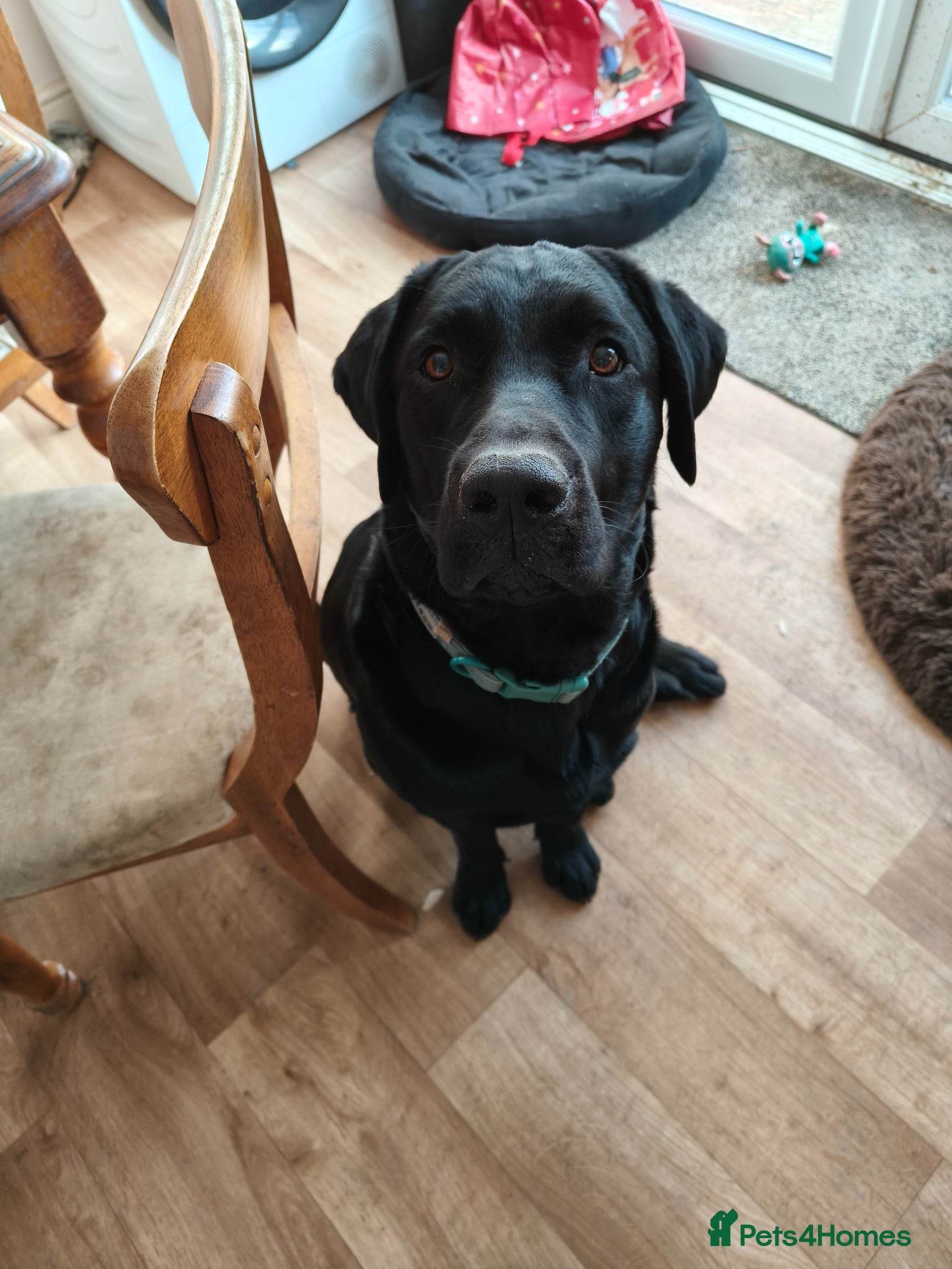 Labrador Retriever dogs Basil  - Advert 1