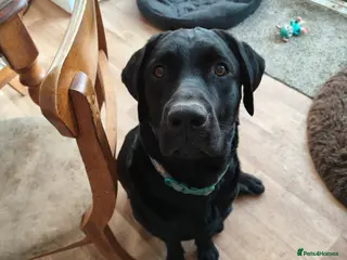 Labrador Retriever dogs Basil - Advert 1