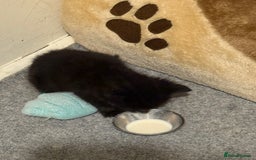 Bombay cats for sale: 2 male kittens for sale  - Image 2