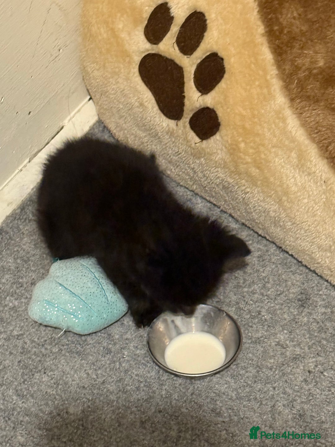 Bombay cats for sale: 2 male kittens for sale  - Image 2