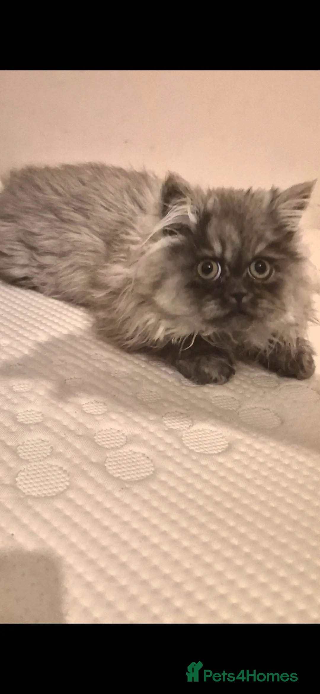 Persian cats for sale: Persian girl in Bristol - Advert 3