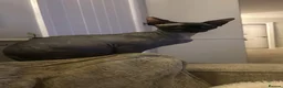 Mixed Breed cats for sale: Half Sphynx Kittens  - Advert 2