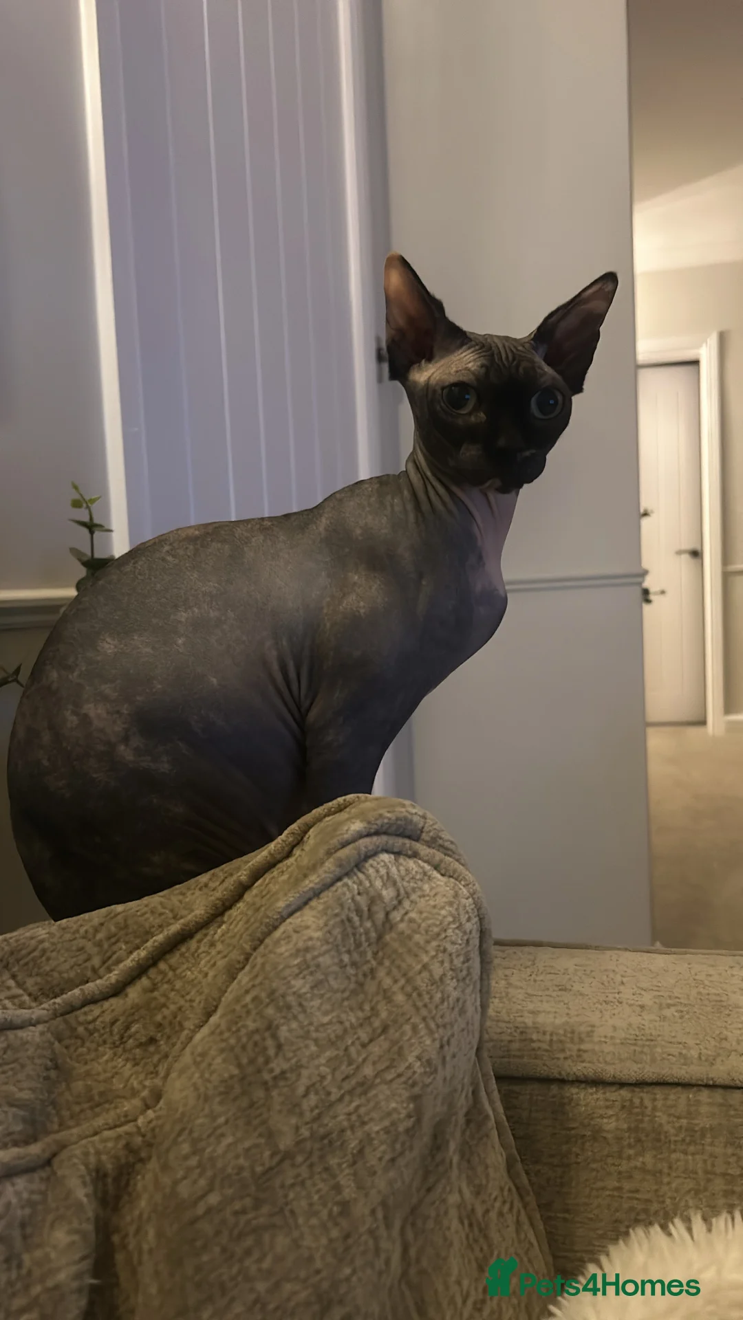 Mixed Breed cats for sale: Half Sphynx Kittens  - Advert 2