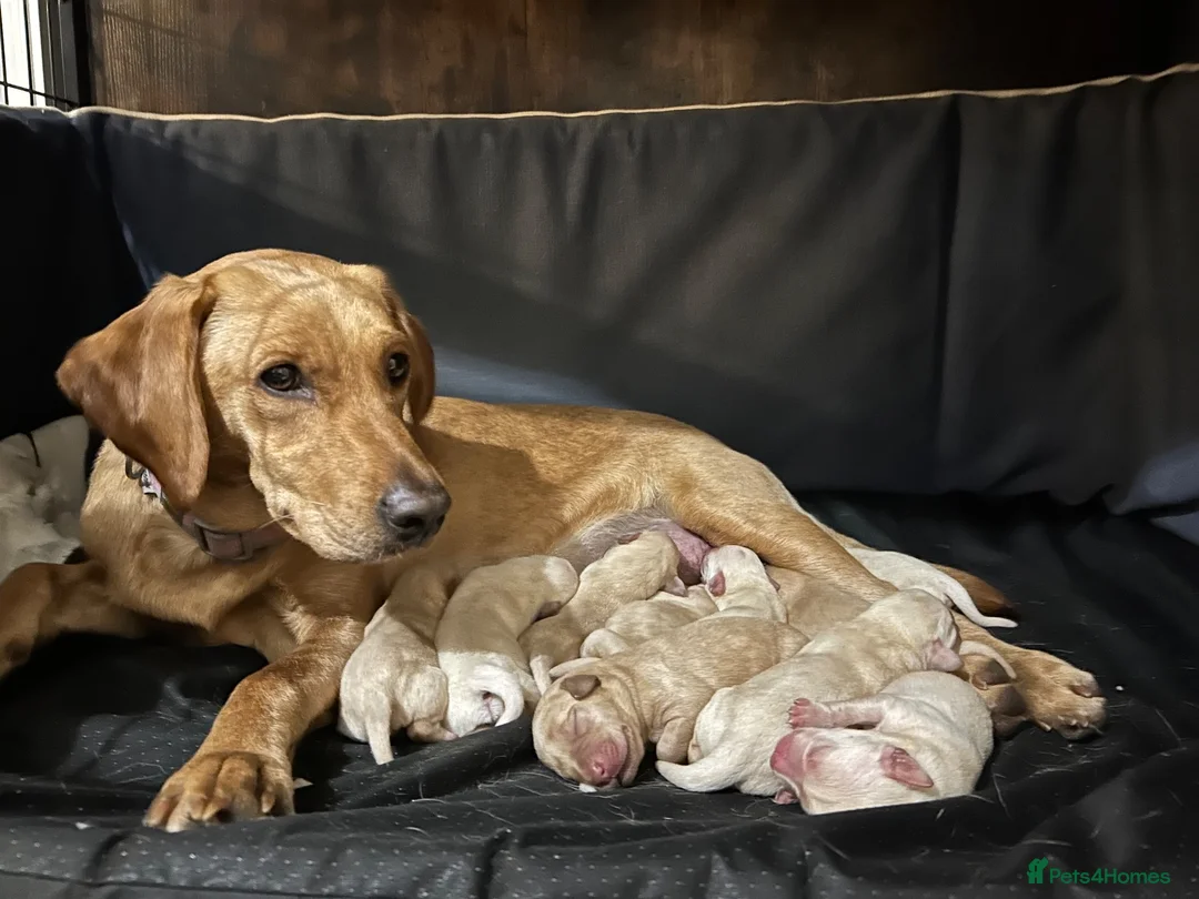 Labrador Retriever dogs for sale: KC REGISTERED FOX RED & YELLOW LABRADOR PUPPIES - Advert 8