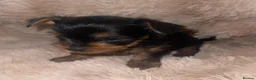 Yorkshire Terrier dogs for sale: Stunning  Yorkshire Terrier puppies 1 Puppy Left - Advert 15