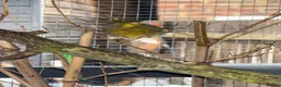 Mixed Breed birds for sale: Birds - conures and canaries  - Advert 4