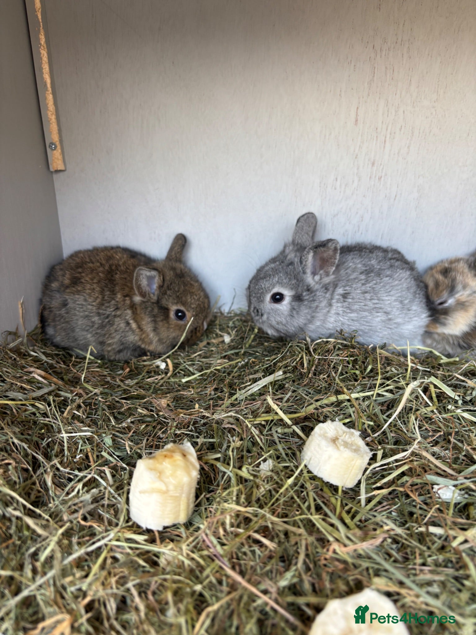 Lionhead rabbits 2 baby female rabbits, lionhead/harliquin.  - Advert 8