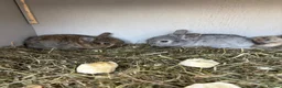 Lionhead rabbits for sale: 2 baby female rabbits, lionhead/harliquin.  - Advert 1
