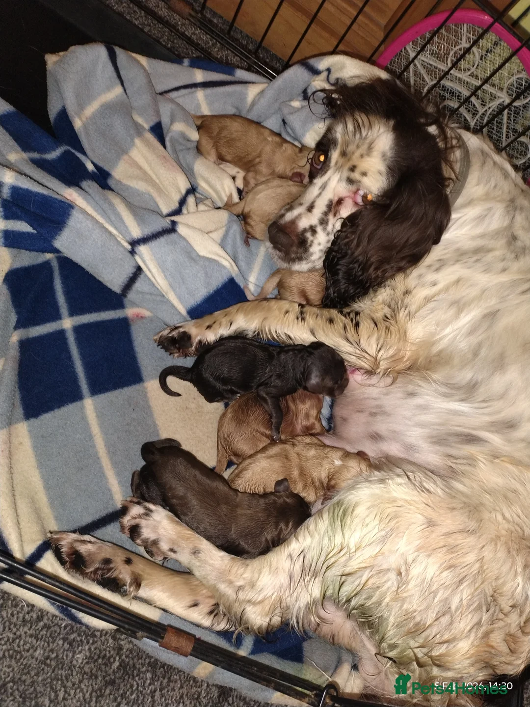 Cockapoo dogs for sale: Cockapoo puppies 100%  - Advert 2