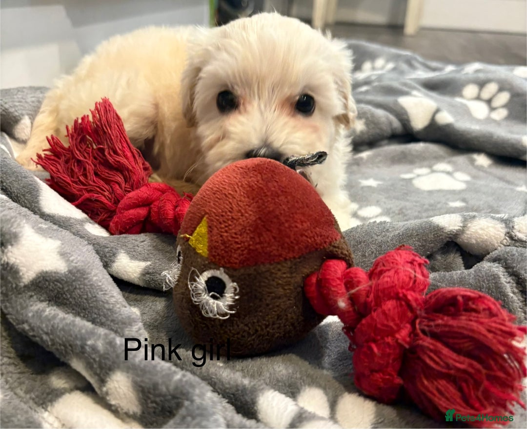 Cockapoo dogs for sale: F1B cockapoo - Image 8