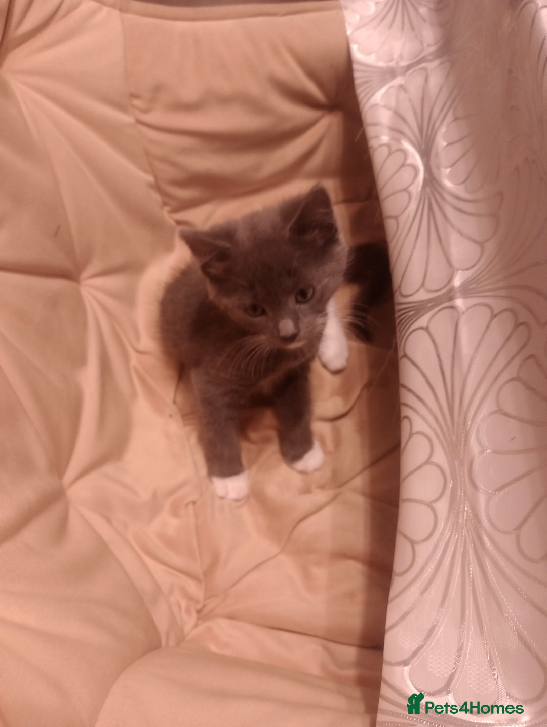 Mixed Breed cats for sale: Amazing kitten's  - Advert 6