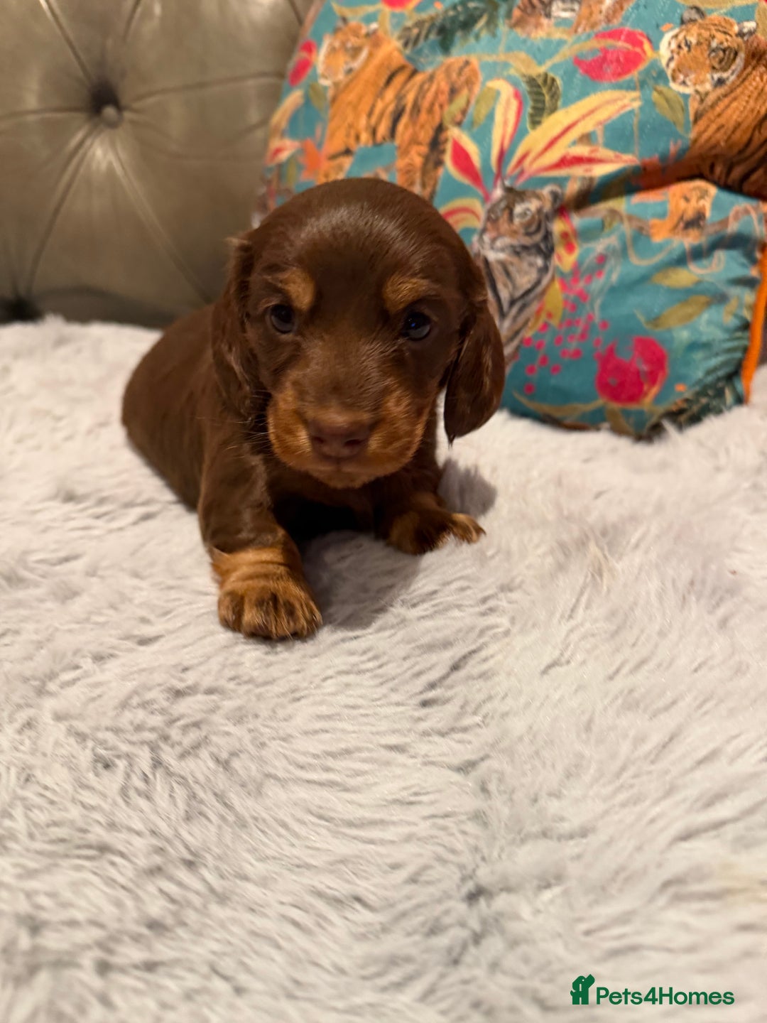 Miniature Dachshund dogs for sale: Long haired miniature dachshund pups - Advert 15