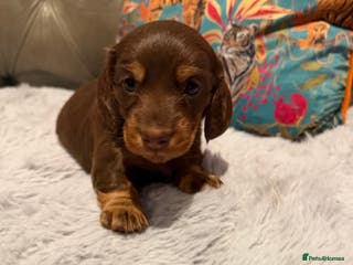 Miniature Dachshund dogs Long haired miniature dachshund pups - Advert 13