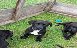 Mixed Breed dogs for sale: Labrador cross lurcher (lurcherdors) in Northallerton - Image 18