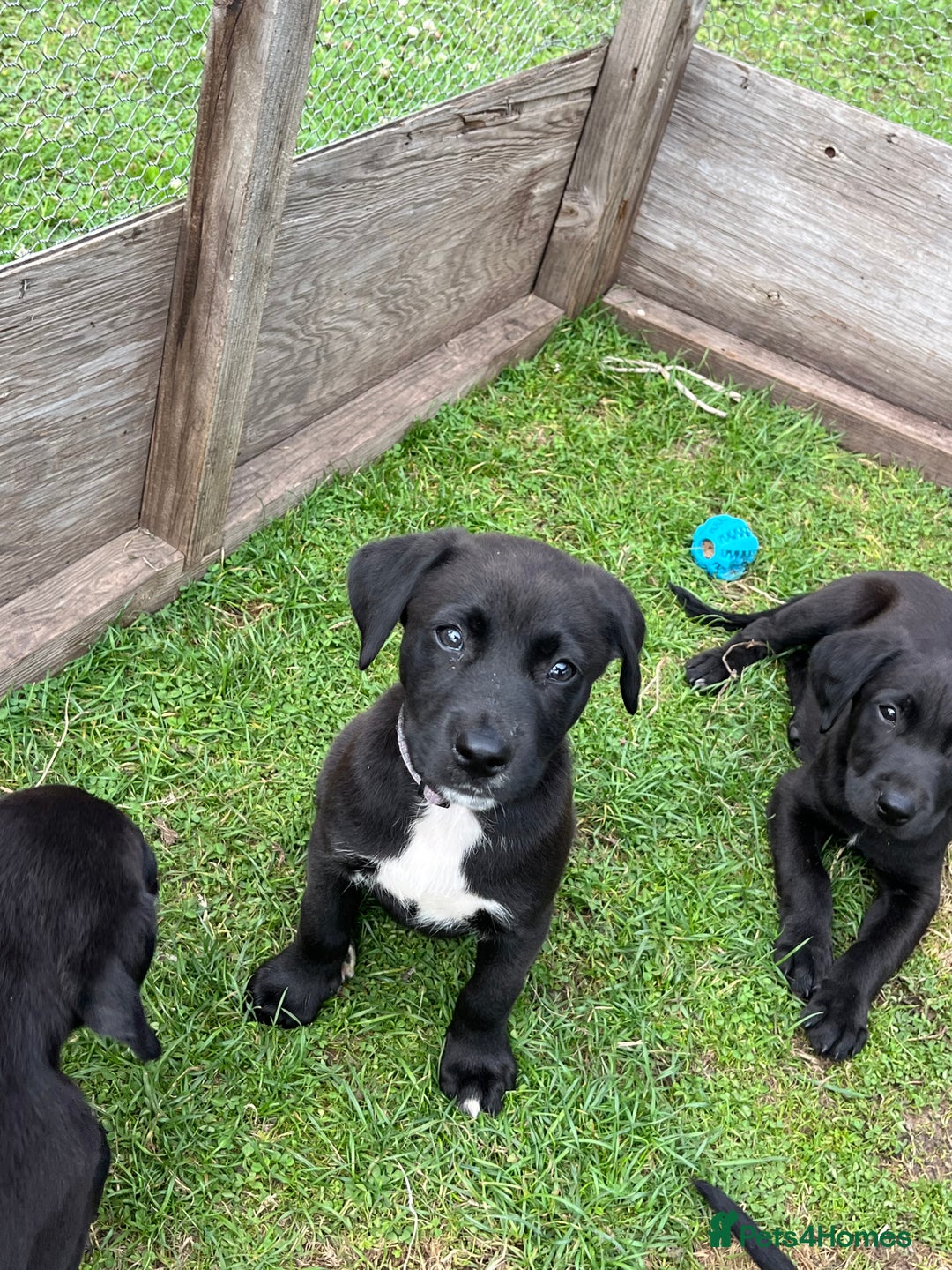 Mixed Breed dogs for sale: Labrador cross lurcher (lurcherdors) in Northallerton - Image 18