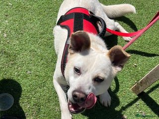 Mixed Breed dogs in Nantwich - Advert 37