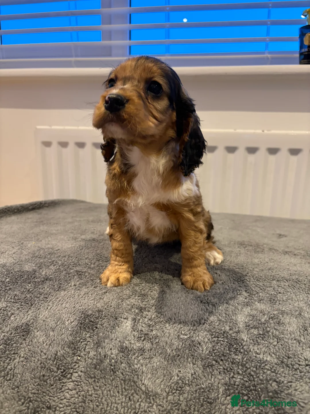 Cocker Spaniel dogs for sale: Cocker spaniel puppies  - Advert 10