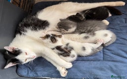Domestic Shorthair cats for sale: Kittens - Image 7