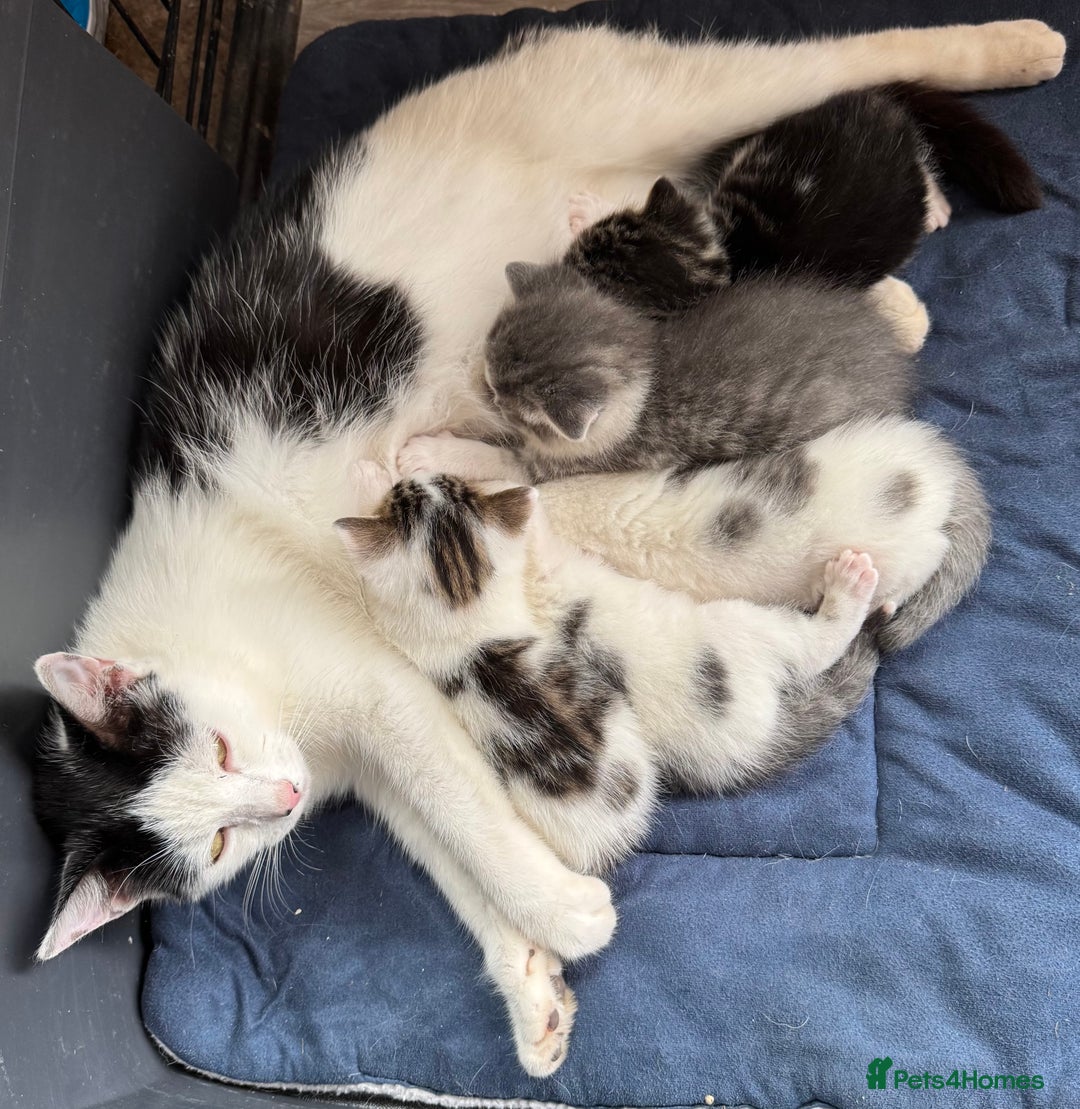 Domestic Shorthair cats for sale: Kittens - Image 7