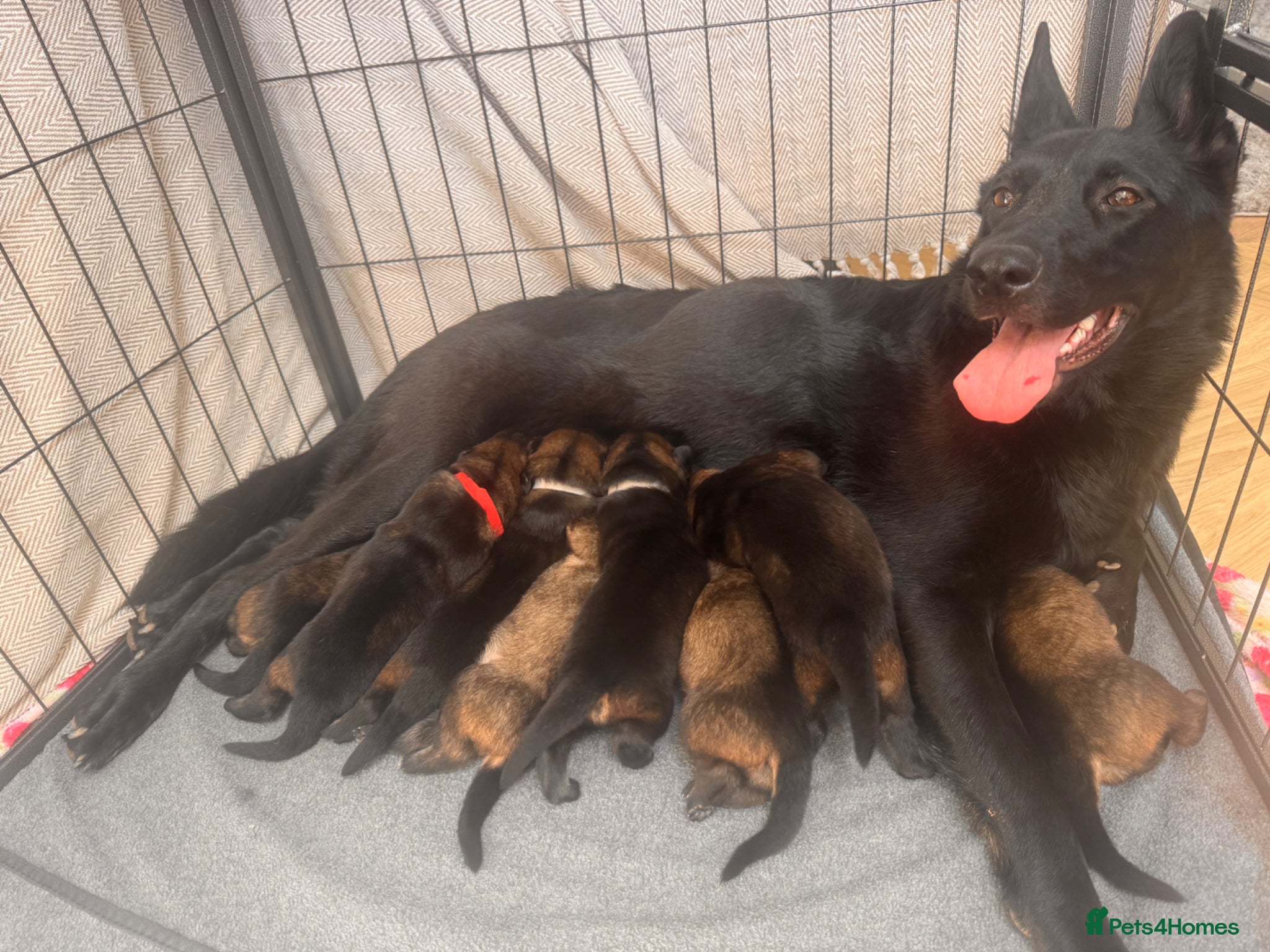 German Shepherd dogs 🐾 German Shepherd Puppies – ready 16th July - Advert 7