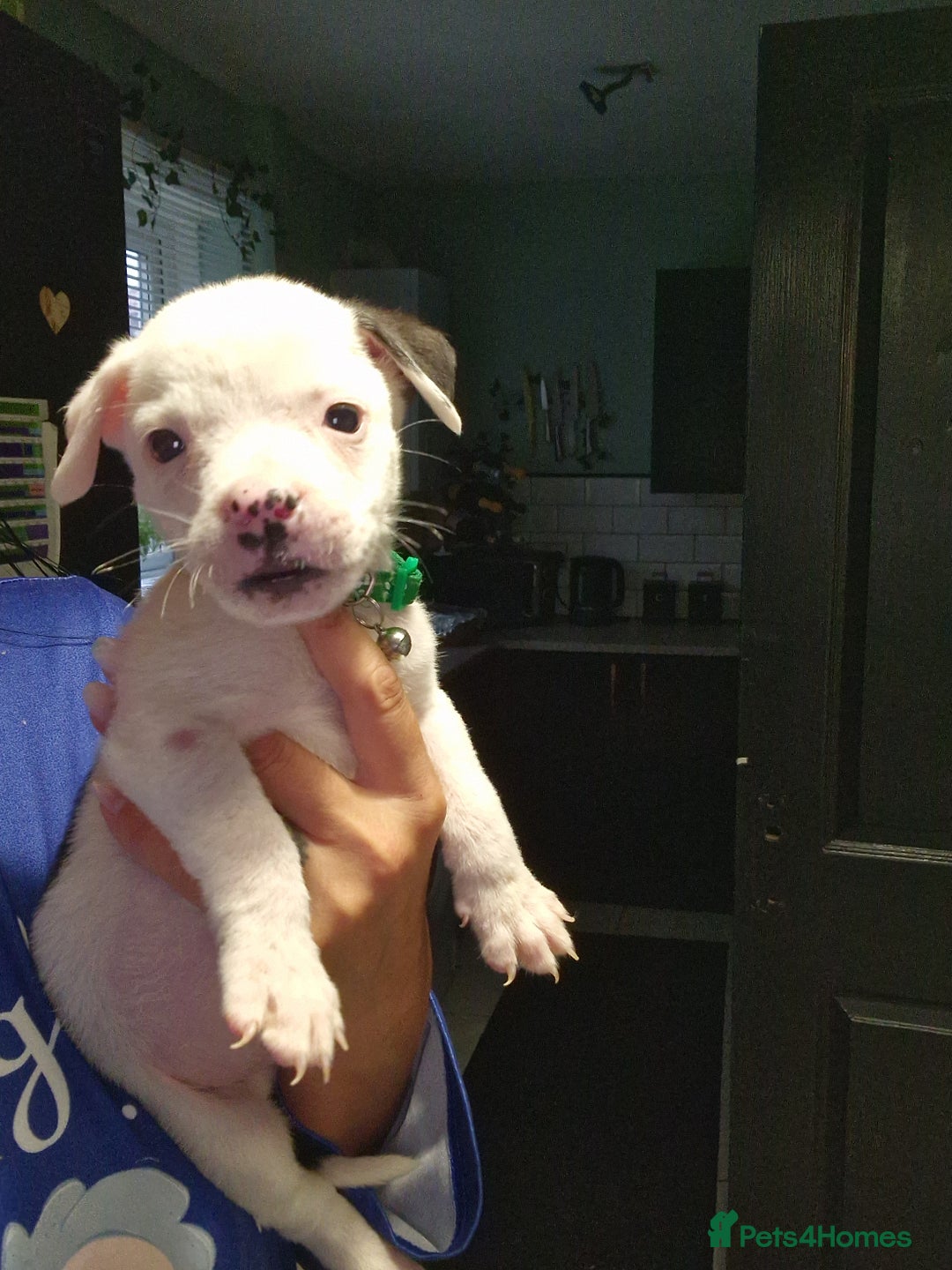 American Bulldog dogs for sale: American  bulldog  pups - Image 35