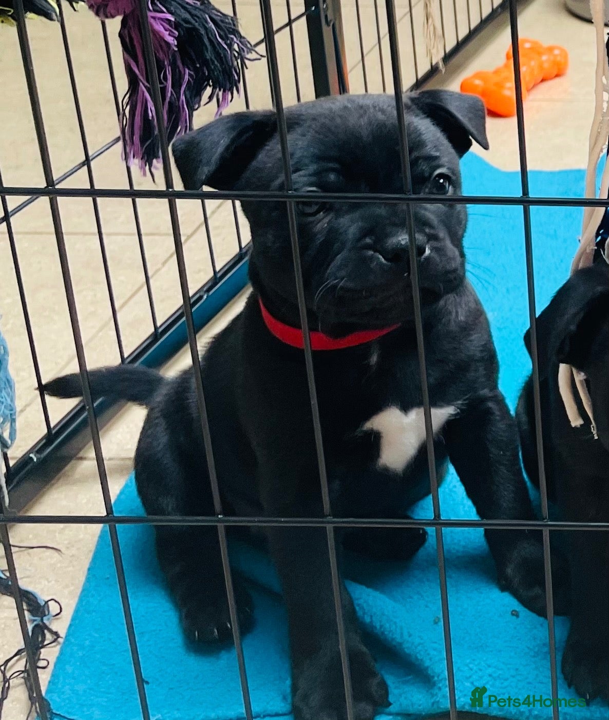 Staffordshire Bull Terrier dogs 🐾 KC Reg 4 Beautiful Black Staffy Puppies🩷🩷🩷💙 - Advert 2
