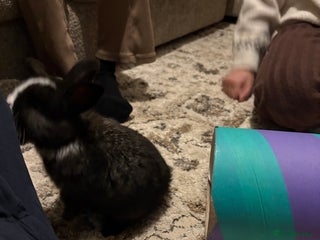 Mixed Breed rabbits 4XNetherdwarf with French Lop ready next week - Advert 5