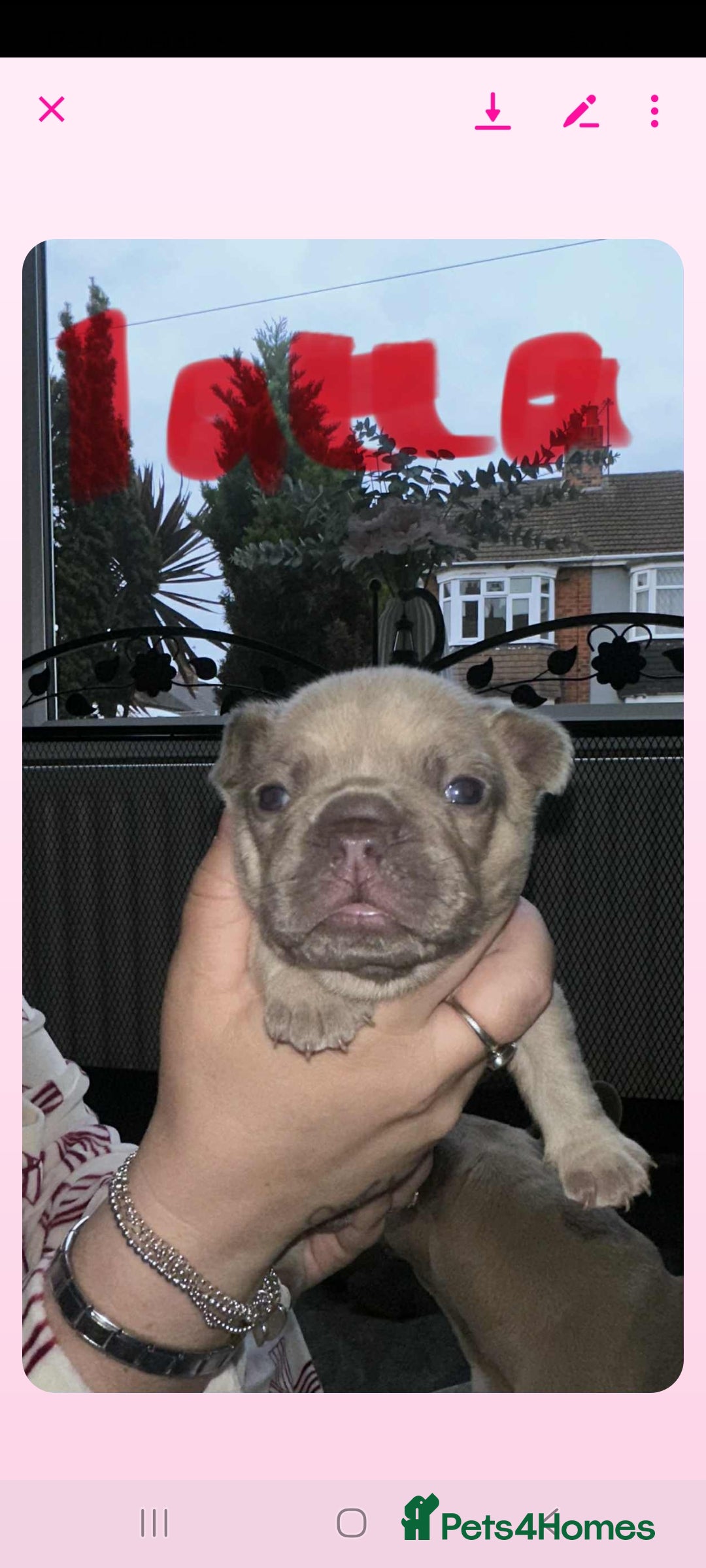 French Bulldog dogs for sale: French bulldog  - Image 16