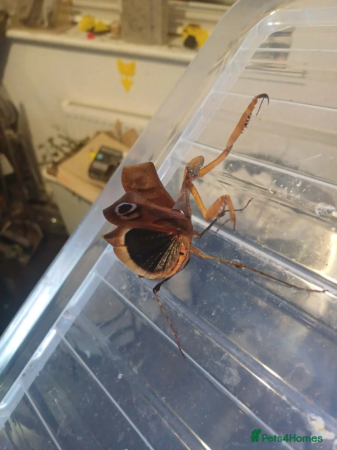 Praying Mantis invertebrates for sale: Dead Leaf Mantis ( Deroplatys dessicata) I3/I4  - Advert 1