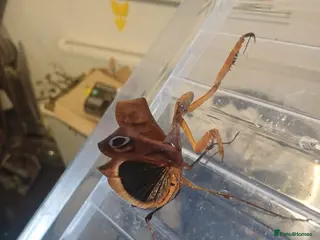 Praying Mantis invertebrates Dead Leaf Mantis ( Deroplatys dessicata) I3/I4 - Advert 3