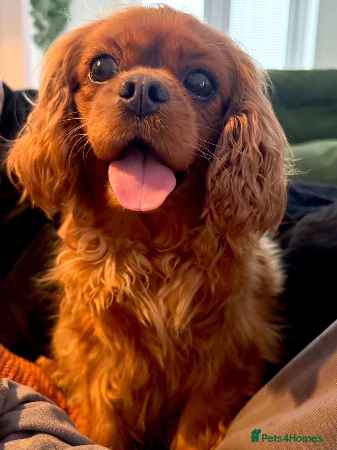 Cavapoo dogs for sale: Beautiful F1 Cavapoo puppies  - Advert 5