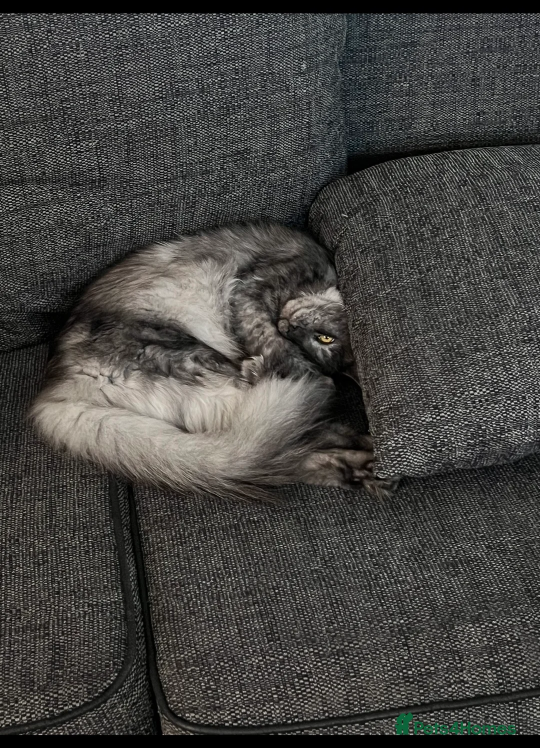 Maine Coon cats for sale: Active Black Smoke Shaded Queen For Sale - Advert 6