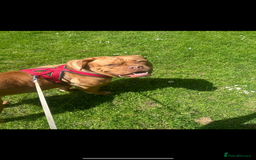 Dogue De Bordeaux dogs for sale: Dogue De Bordeaux 3 years old female  - Image 3