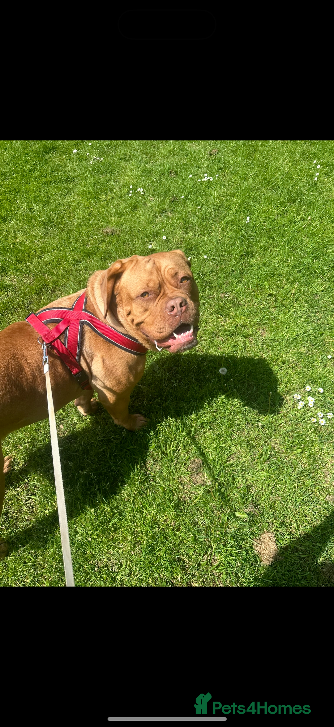 Dogue De Bordeaux dogs for sale: Dogue De Bordeaux 3 years old female  - Image 3