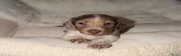 Dachshund dogs for sale: 🏆 KC REGISTERED MINIATURE DACHSHUND PUPPIES 🏆 - Advert 15
