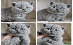 British Shorthair cats for sale: Male&Female left Imported parents will take offers - Image 3