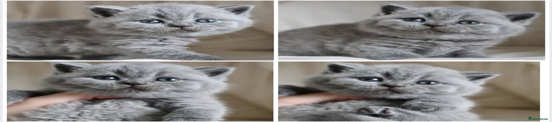 British Shorthair Kitten 1