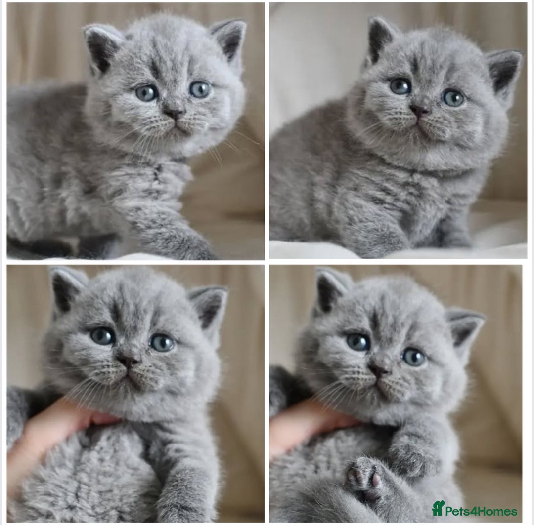 British Shorthair cats for sale: Male&Female left Imported parents will take offers - Image 3